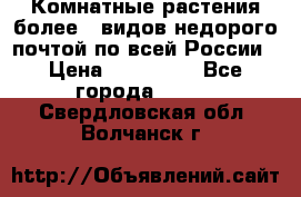 Комнатные растения более200видов недорого почтой по всей России › Цена ­ 100-500 - Все города  »    . Свердловская обл.,Волчанск г.